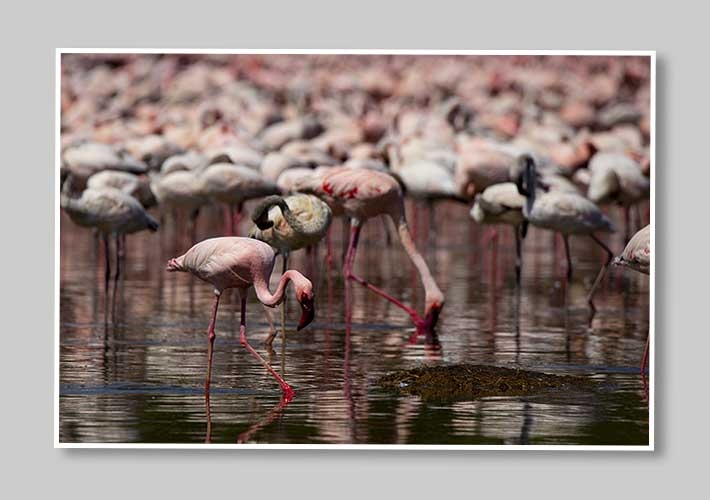 Flamingos